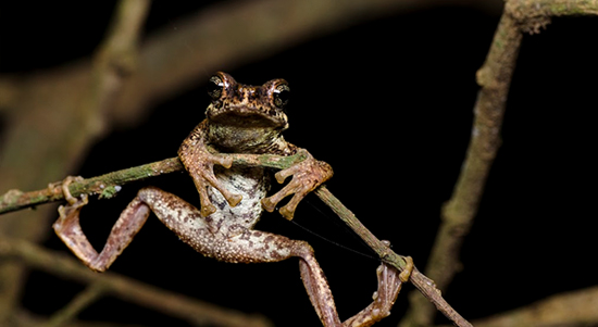 MAPPING THE MALABAR TREE TOAD